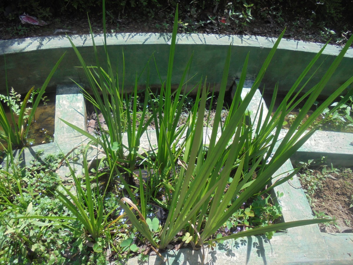 Acorus calamus L.